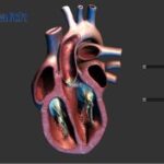 Learn the Heart APK icon